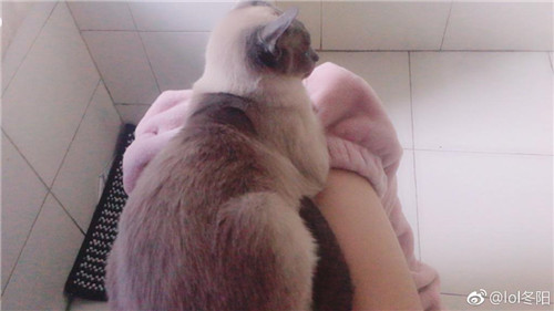 LOL冬陽被貓撓傷未注射育苗，百萬老公疑似要守寡