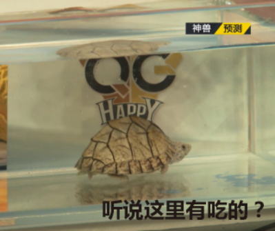 王者榮耀KPL最前線 斗魚邀請(qǐng)知名戰(zhàn)隊(duì)帶你看比賽