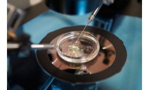 中外科學(xué)家呼吁進(jìn)一步合理放開人類胚胎基因研