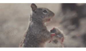 小鼠實驗表明剖宮產可能更易導致孩子肥胖