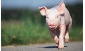 謠言惡意抹黑我國(guó)生豬養(yǎng)殖的全過(guò)程 蠱惑讀者和