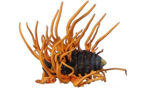 天價蟲草不抗癌 專家：是否抗癌與蟲草素無關