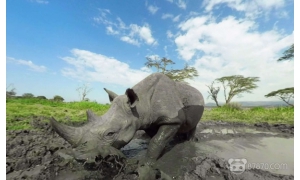 VR動物世界 VR紀錄片正在喚醒人類日漸麻木的動物