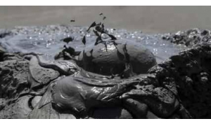 重磅！馬里亞納海溝發現生命遺跡 人類的認知或