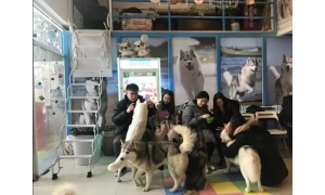 抓得住的“寵物大生意” 這塊好吃的蛋糕誰都想