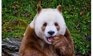 羚牛是與大熊貓齊名的國家一級保護動物 微博森