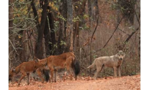 微博森林驛站每日一題答案2020 以下哪種動物是現