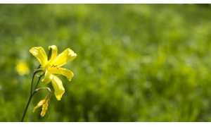 螞蟻莊園4月22日今日答案 忘憂草看似名字很文藝