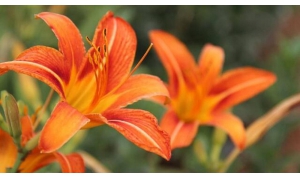 忘憂草看似名字很文藝,但它實際上就是大白菜