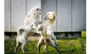 螞蟻莊園小課堂今日答案更新匯總5.24 狗狗打架時