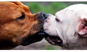 狗狗打架時為什么經常上嘴咬而不是上手撓 螞蟻