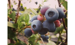 警惕“免費領”背后的陷井