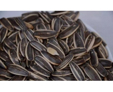 一般我們吃的零食西瓜子是夏天常吃的西瓜里的