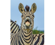 小雞寶寶考考你斑馬是白條紋的黑馬還是黑條紋