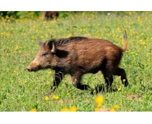 人們從以下哪種動物身上得到啟發，發明了防毒