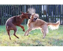 狗狗打架時為什么經常上嘴咬而不是用爪子撓 螞