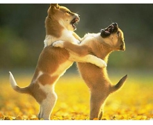 小雞寶寶考考你狗狗打架時,為什么經常上嘴咬而