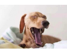 螞蟻莊園2020年7月21日莊園小課堂答案  狗狗身上