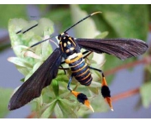 以下哪一種鱗翅目棲息地不在中國 森林驛站202