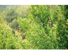 讓“小店經濟”在正軌上飛馳