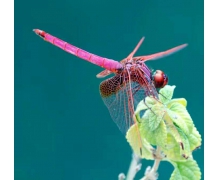 小雞寶寶考考你人們通常會借助于哪種昆蟲,對