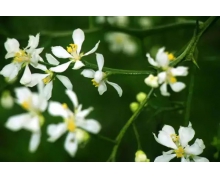 橫跨鐵軌不可取，高鐵安全莫忽視