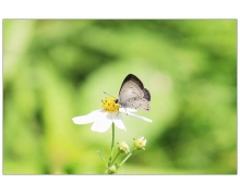 科學(xué)調(diào)圖，優(yōu)化鐵路資源配置