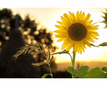 鹽通高鐵：鋪出沿線地區(qū)百姓幸福路