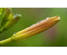 雞寶寶考考你 通常我們吃的是干的黃花菜這是因