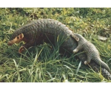 下列選項中可以守護森林不被白蟻破壞的是 支付