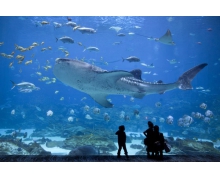 遨游海底世界首列海底高鐵來了