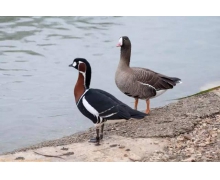 螞蟻莊園小課堂12月17日答案 問世間情為何物直教