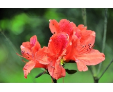 花中西施指的是哪種花 螞蟻莊園12月26日答案