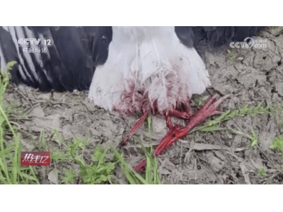 無人機拍攝鳥類引爭議，國家一級保護動物東方