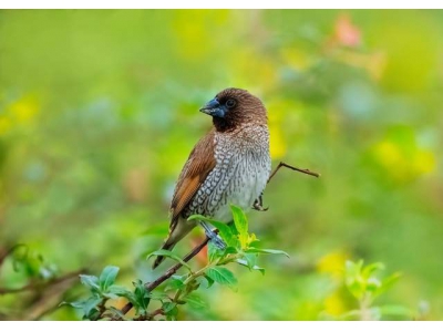 億級像素下的羽翼之美：富士GFX100 II拍鳥實(shí)戰(zhàn)體