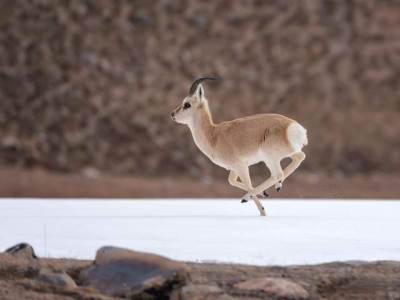 億級像素捕捉青海秘境生靈,富士GFX100 II生態(tài)攝