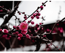 “今年過年不回家”未嘗不可