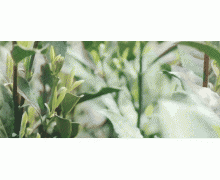 電子客票:和紙質車票說“拜拜”