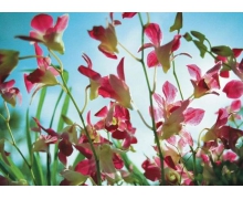 中歐班列為全球經濟發展添磚加瓦