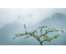 慢火車開行數(shù)十年，為民服務(wù)初心始終未變