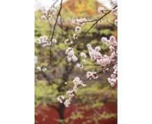 鐵路“五一期間火車票“秒沒”,小長假出游再