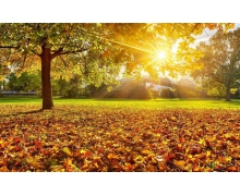 文明使用“共享電車” 共同維護城市形象