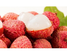 小雞莊園蘇軾荔枝名句日啖荔枝三百顆下半句 小