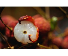 日啖荔枝三百顆,不辭長作嶺南人 螞蟻莊園日啖荔