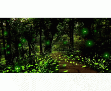 螢火蟲發出的光為什么忽明忽暗 螞蟻莊園今日答