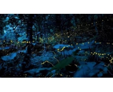 螢火蟲的光為什么忽亮忽暗 螢火蟲螞蟻莊園8月