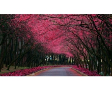 12306增添新功能,無障礙出行順暢無阻