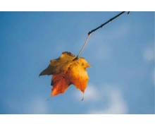 溫馨服務如常態 鐵路伴你中秋行