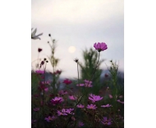 銀龍盤湘西,魅力再升級