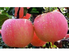 支付寶螞蟻莊園小課堂以下哪一種方法可以更好